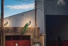 Elegância nas penas, confusão nas ruas: pavões viram assunto em bairro de Vilhena